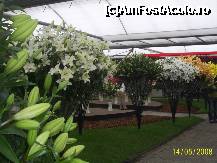 [P11] Olanda - Parcul Keukenhof » foto by popescu.borsa*
 - 
<span class="allrVoted glyphicon glyphicon-heart hidden" id="av191130"></span>
<a class="m-l-10 hidden" id="sv191130" onclick="voting_Foto_DelVot(,191130,3710)" role="button">șterge vot <span class="glyphicon glyphicon-remove"></span></a>
<a id="v9191130" class=" c-red"  onclick="voting_Foto_SetVot(191130)" role="button"><span class="glyphicon glyphicon-heart-empty"></span> <b>LIKE</b> = Votează poza</a> <img class="hidden"  id="f191130W9" src="/imagini/loader.gif" border="0" /><span class="AjErrMes hidden" id="e191130ErM"></span>