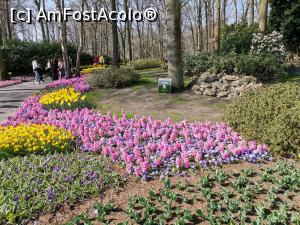 [P01] Keukenhof » foto by Marius 72
 - 
<span class="allrVoted glyphicon glyphicon-heart hidden" id="av1289540"></span>
<a class="m-l-10 hidden" id="sv1289540" onclick="voting_Foto_DelVot(,1289540,3710)" role="button">șterge vot <span class="glyphicon glyphicon-remove"></span></a>
<a id="v91289540" class=" c-red"  onclick="voting_Foto_SetVot(1289540)" role="button"><span class="glyphicon glyphicon-heart-empty"></span> <b>LIKE</b> = Votează poza</a> <img class="hidden"  id="f1289540W9" src="/imagini/loader.gif" border="0" /><span class="AjErrMes hidden" id="e1289540ErM"></span>