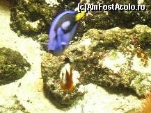 [P22] Din interiorul Acvariului - copiii dvs vor recunoaste personajele din 'Finding Nemo' » foto by ghitoca001
 - 
<span class="allrVoted glyphicon glyphicon-heart hidden" id="av49866"></span>
<a class="m-l-10 hidden" id="sv49866" onclick="voting_Foto_DelVot(,49866,3723)" role="button">șterge vot <span class="glyphicon glyphicon-remove"></span></a>
<a id="v949866" class=" c-red"  onclick="voting_Foto_SetVot(49866)" role="button"><span class="glyphicon glyphicon-heart-empty"></span> <b>LIKE</b> = Votează poza</a> <img class="hidden"  id="f49866W9" src="/imagini/loader.gif" border="0" /><span class="AjErrMes hidden" id="e49866ErM"></span>