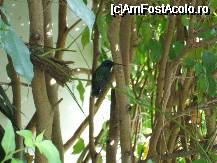 [P06] O pasarea colibri in padure. Vizita in padurea cu pasari colibri se face ultima data, dupa ce ati vizitat acvariul dar trebuie sa aveti biletul care sa includa si aceast abitat. » foto by ghitoca001
 - 
<span class="allrVoted glyphicon glyphicon-heart hidden" id="av49824"></span>
<a class="m-l-10 hidden" id="sv49824" onclick="voting_Foto_DelVot(,49824,3723)" role="button">șterge vot <span class="glyphicon glyphicon-remove"></span></a>
<a id="v949824" class=" c-red"  onclick="voting_Foto_SetVot(49824)" role="button"><span class="glyphicon glyphicon-heart-empty"></span> <b>LIKE</b> = Votează poza</a> <img class="hidden"  id="f49824W9" src="/imagini/loader.gif" border="0" /><span class="AjErrMes hidden" id="e49824ErM"></span>