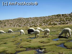 P07 [OCT-2016] turme salbatice de alpaca