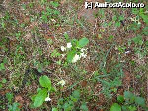 [P17] floricele » foto by inutiu
 - 
<span class="allrVoted glyphicon glyphicon-heart hidden" id="av347152"></span>
<a class="m-l-10 hidden" id="sv347152" onclick="voting_Foto_DelVot(,347152,3740)" role="button">șterge vot <span class="glyphicon glyphicon-remove"></span></a>
<a id="v9347152" class=" c-red"  onclick="voting_Foto_SetVot(347152)" role="button"><span class="glyphicon glyphicon-heart-empty"></span> <b>LIKE</b> = Votează poza</a> <img class="hidden"  id="f347152W9" src="/imagini/loader.gif" border="0" /><span class="AjErrMes hidden" id="e347152ErM"></span>