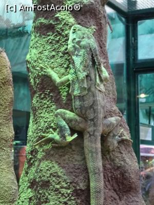 [P13] Șopârla gulerată - Tropicarium Budapesta.  » foto by tata123 🔱
 - 
<span class="allrVoted glyphicon glyphicon-heart hidden" id="av1015334"></span>
<a class="m-l-10 hidden" id="sv1015334" onclick="voting_Foto_DelVot(,1015334,3743)" role="button">șterge vot <span class="glyphicon glyphicon-remove"></span></a>
<a id="v91015334" class=" c-red"  onclick="voting_Foto_SetVot(1015334)" role="button"><span class="glyphicon glyphicon-heart-empty"></span> <b>LIKE</b> = Votează poza</a> <img class="hidden"  id="f1015334W9" src="/imagini/loader.gif" border="0" /><span class="AjErrMes hidden" id="e1015334ErM"></span>