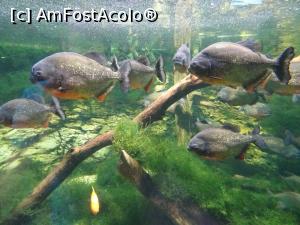 [P16] Alți „zâmbăreți”... Piranha.  » foto by tata123 🔱
 - 
<span class="allrVoted glyphicon glyphicon-heart hidden" id="av1015337"></span>
<a class="m-l-10 hidden" id="sv1015337" onclick="voting_Foto_DelVot(,1015337,3743)" role="button">șterge vot <span class="glyphicon glyphicon-remove"></span></a>
<a id="v91015337" class=" c-red"  onclick="voting_Foto_SetVot(1015337)" role="button"><span class="glyphicon glyphicon-heart-empty"></span> <b>LIKE</b> = Votează poza</a> <img class="hidden"  id="f1015337W9" src="/imagini/loader.gif" border="0" /><span class="AjErrMes hidden" id="e1015337ErM"></span>