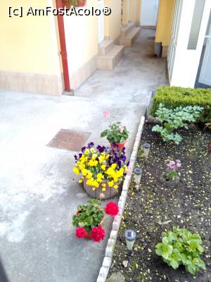 [P15] Aranjamente florale in curte, pe Strada Traian » foto by danaeldreny*
 - 
<span class="allrVoted glyphicon glyphicon-heart hidden" id="av852316"></span>
<a class="m-l-10 hidden" id="sv852316" onclick="voting_Foto_DelVot(,852316,3771)" role="button">șterge vot <span class="glyphicon glyphicon-remove"></span></a>
<a id="v9852316" class=" c-red"  onclick="voting_Foto_SetVot(852316)" role="button"><span class="glyphicon glyphicon-heart-empty"></span> <b>LIKE</b> = Votează poza</a> <img class="hidden"  id="f852316W9" src="/imagini/loader.gif" border="0" /><span class="AjErrMes hidden" id="e852316ErM"></span>