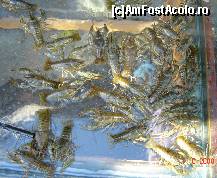 [P11] Inainte de sacrificiul suprem. » foto by manuelawww
 - 
<span class="allrVoted glyphicon glyphicon-heart hidden" id="av88832"></span>
<a class="m-l-10 hidden" id="sv88832" onclick="voting_Foto_DelVot(,88832,3774)" role="button">șterge vot <span class="glyphicon glyphicon-remove"></span></a>
<a id="v988832" class=" c-red"  onclick="voting_Foto_SetVot(88832)" role="button"><span class="glyphicon glyphicon-heart-empty"></span> <b>LIKE</b> = Votează poza</a> <img class="hidden"  id="f88832W9" src="/imagini/loader.gif" border="0" /><span class="AjErrMes hidden" id="e88832ErM"></span>