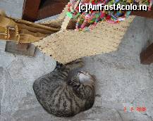 [P14] Rezidenta nessebareana in pauza de pranz. Cat ii omu' de calic/Dupa masa doarme-un pic ! » foto by manuelawww
 - 
<span class="allrVoted glyphicon glyphicon-heart hidden" id="av88839"></span>
<a class="m-l-10 hidden" id="sv88839" onclick="voting_Foto_DelVot(,88839,3774)" role="button">șterge vot <span class="glyphicon glyphicon-remove"></span></a>
<a id="v988839" class=" c-red"  onclick="voting_Foto_SetVot(88839)" role="button"><span class="glyphicon glyphicon-heart-empty"></span> <b>LIKE</b> = Votează poza</a> <img class="hidden"  id="f88839W9" src="/imagini/loader.gif" border="0" /><span class="AjErrMes hidden" id="e88839ErM"></span>