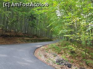 [P01] Urcăm prin pădure către Cabana Muntele Roșu. Drumul secundar este foarte bun și în câteva minute am ajuns în poiană.  » foto by Floryn81
 - 
<span class="allrVoted glyphicon glyphicon-heart hidden" id="av1112288"></span>
<a class="m-l-10 hidden" id="sv1112288" onclick="voting_Foto_DelVot(,1112288,3798)" role="button">șterge vot <span class="glyphicon glyphicon-remove"></span></a>
<a id="v91112288" class=" c-red"  onclick="voting_Foto_SetVot(1112288)" role="button"><span class="glyphicon glyphicon-heart-empty"></span> <b>LIKE</b> = Votează poza</a> <img class="hidden"  id="f1112288W9" src="/imagini/loader.gif" border="0" /><span class="AjErrMes hidden" id="e1112288ErM"></span>