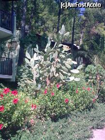 [P25] Detaliu » foto by Aeerdna*
 - 
<span class="allrVoted glyphicon glyphicon-heart hidden" id="av264088"></span>
<a class="m-l-10 hidden" id="sv264088" onclick="voting_Foto_DelVot(,264088,3806)" role="button">șterge vot <span class="glyphicon glyphicon-remove"></span></a>
<a id="v9264088" class=" c-red"  onclick="voting_Foto_SetVot(264088)" role="button"><span class="glyphicon glyphicon-heart-empty"></span> <b>LIKE</b> = Votează poza</a> <img class="hidden"  id="f264088W9" src="/imagini/loader.gif" border="0" /><span class="AjErrMes hidden" id="e264088ErM"></span>