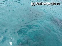 [P16] de fapt cand ai de a face cu o astfel de apa, adancimea peste 50 de metri si se vedea clar fundul » foto by danoradea
 - 
<span class="allrVoted glyphicon glyphicon-heart hidden" id="av26220"></span>
<a class="m-l-10 hidden" id="sv26220" onclick="voting_Foto_DelVot(,26220,3807)" role="button">șterge vot <span class="glyphicon glyphicon-remove"></span></a>
<a id="v926220" class=" c-red"  onclick="voting_Foto_SetVot(26220)" role="button"><span class="glyphicon glyphicon-heart-empty"></span> <b>LIKE</b> = Votează poza</a> <img class="hidden"  id="f26220W9" src="/imagini/loader.gif" border="0" /><span class="AjErrMes hidden" id="e26220ErM"></span>