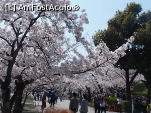 [P23] Sakura, o mare bucurie pentru ochi si minte » foto by Millana
 - 
<span class="allrVoted glyphicon glyphicon-heart hidden" id="av957144"></span>
<a class="m-l-10 hidden" id="sv957144" onclick="voting_Foto_DelVot(,957144,3821)" role="button">șterge vot <span class="glyphicon glyphicon-remove"></span></a>
<a id="v9957144" class=" c-red"  onclick="voting_Foto_SetVot(957144)" role="button"><span class="glyphicon glyphicon-heart-empty"></span> <b>LIKE</b> = Votează poza</a> <img class="hidden"  id="f957144W9" src="/imagini/loader.gif" border="0" /><span class="AjErrMes hidden" id="e957144ErM"></span>