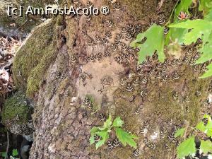 [P20] Valea Fluturilor din insula Rhodos » foto by vlado2
 - 
<span class="allrVoted glyphicon glyphicon-heart hidden" id="av1518467"></span>
<a class="m-l-10 hidden" id="sv1518467" onclick="voting_Foto_DelVot(,1518467,3837)" role="button">șterge vot <span class="glyphicon glyphicon-remove"></span></a>
<a id="v91518467" class=" c-red"  onclick="voting_Foto_SetVot(1518467)" role="button"><span class="glyphicon glyphicon-heart-empty"></span> <b>LIKE</b> = Votează poza</a> <img class="hidden"  id="f1518467W9" src="/imagini/loader.gif" border="0" /><span class="AjErrMes hidden" id="e1518467ErM"></span>