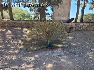 [P03] Păunii de la Mănăstirea Filerimos » foto by vlado2
 - 
<span class="allrVoted glyphicon glyphicon-heart hidden" id="av1518450"></span>
<a class="m-l-10 hidden" id="sv1518450" onclick="voting_Foto_DelVot(,1518450,3837)" role="button">șterge vot <span class="glyphicon glyphicon-remove"></span></a>
<a id="v91518450" class=" c-red"  onclick="voting_Foto_SetVot(1518450)" role="button"><span class="glyphicon glyphicon-heart-empty"></span> <b>LIKE</b> = Votează poza</a> <img class="hidden"  id="f1518450W9" src="/imagini/loader.gif" border="0" /><span class="AjErrMes hidden" id="e1518450ErM"></span>