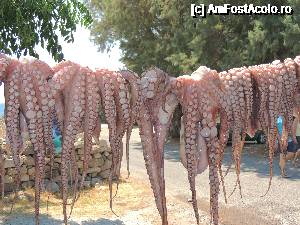 [P15] Moluste cefalopode in Plimiri » foto by claudiu 71
 - 
<span class="allrVoted glyphicon glyphicon-heart hidden" id="av690104"></span>
<a class="m-l-10 hidden" id="sv690104" onclick="voting_Foto_DelVot(,690104,3837)" role="button">șterge vot <span class="glyphicon glyphicon-remove"></span></a>
<a id="v9690104" class=" c-red"  onclick="voting_Foto_SetVot(690104)" role="button"><span class="glyphicon glyphicon-heart-empty"></span> <b>LIKE</b> = Votează poza</a> <img class="hidden"  id="f690104W9" src="/imagini/loader.gif" border="0" /><span class="AjErrMes hidden" id="e690104ErM"></span>