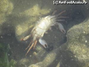 [P32] Crab la Tyulenovo » foto by Testosu'
 - 
<span class="allrVoted glyphicon glyphicon-heart hidden" id="av559493"></span>
<a class="m-l-10 hidden" id="sv559493" onclick="voting_Foto_DelVot(,559493,3839)" role="button">șterge vot <span class="glyphicon glyphicon-remove"></span></a>
<a id="v9559493" class=" c-red"  onclick="voting_Foto_SetVot(559493)" role="button"><span class="glyphicon glyphicon-heart-empty"></span> <b>LIKE</b> = Votează poza</a> <img class="hidden"  id="f559493W9" src="/imagini/loader.gif" border="0" /><span class="AjErrMes hidden" id="e559493ErM"></span>