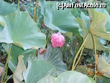 [P23]  -- <small>// FĂRĂ DESCRIERE</small> » foto by sunflower
 - 
<span class="allrVoted glyphicon glyphicon-heart hidden" id="av451095"></span>
<a class="m-l-10 hidden" id="sv451095" onclick="voting_Foto_DelVot(,451095,3846)" role="button">șterge vot <span class="glyphicon glyphicon-remove"></span></a>
<a id="v9451095" class=" c-red"  onclick="voting_Foto_SetVot(451095)" role="button"><span class="glyphicon glyphicon-heart-empty"></span> <b>LIKE</b> = Votează poza</a> <img class="hidden"  id="f451095W9" src="/imagini/loader.gif" border="0" /><span class="AjErrMes hidden" id="e451095ErM"></span>