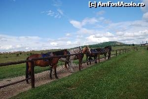 [P19] Baza hipica Il Cavallino - Baile Felix » foto by Chloe
 - 
<span class="allrVoted glyphicon glyphicon-heart hidden" id="av630095"></span>
<a class="m-l-10 hidden" id="sv630095" onclick="voting_Foto_DelVot(,630095,3846)" role="button">șterge vot <span class="glyphicon glyphicon-remove"></span></a>
<a id="v9630095" class=" c-red"  onclick="voting_Foto_SetVot(630095)" role="button"><span class="glyphicon glyphicon-heart-empty"></span> <b>LIKE</b> = Votează poza</a> <img class="hidden"  id="f630095W9" src="/imagini/loader.gif" border="0" /><span class="AjErrMes hidden" id="e630095ErM"></span>