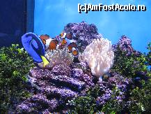 [P60] pesti clovni, corali » foto by mmn
 - 
<span class="allrVoted glyphicon glyphicon-heart hidden" id="av120204"></span>
<a class="m-l-10 hidden" id="sv120204" onclick="voting_Foto_DelVot(,120204,3854)" role="button">șterge vot <span class="glyphicon glyphicon-remove"></span></a>
<a id="v9120204" class=" c-red"  onclick="voting_Foto_SetVot(120204)" role="button"><span class="glyphicon glyphicon-heart-empty"></span> <b>LIKE</b> = Votează poza</a> <img class="hidden"  id="f120204W9" src="/imagini/loader.gif" border="0" /><span class="AjErrMes hidden" id="e120204ErM"></span>