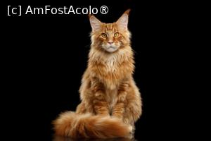 [P64] Pisica Main Coon, cea mai mare pisică din lume, din America de Nord. » foto by doinafil <span class="label label-default labelC_thin small">NEVOTABILĂ</span>