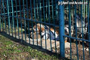[P02] Grădina Zoologică - tigrul siberian » foto by makuy*
 - 
<span class="allrVoted glyphicon glyphicon-heart hidden" id="av599380"></span>
<a class="m-l-10 hidden" id="sv599380" onclick="voting_Foto_DelVot(,599380,3936)" role="button">șterge vot <span class="glyphicon glyphicon-remove"></span></a>
<a id="v9599380" class=" c-red"  onclick="voting_Foto_SetVot(599380)" role="button"><span class="glyphicon glyphicon-heart-empty"></span> <b>LIKE</b> = Votează poza</a> <img class="hidden"  id="f599380W9" src="/imagini/loader.gif" border="0" /><span class="AjErrMes hidden" id="e599380ErM"></span>