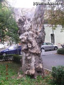 [P45] Jocul Naturii. Trunchi de pom 'sculptat' de timp. » foto by abbilbal*
 - 
<span class="allrVoted glyphicon glyphicon-heart hidden" id="av139663"></span>
<a class="m-l-10 hidden" id="sv139663" onclick="voting_Foto_DelVot(,139663,3936)" role="button">șterge vot <span class="glyphicon glyphicon-remove"></span></a>
<a id="v9139663" class=" c-red"  onclick="voting_Foto_SetVot(139663)" role="button"><span class="glyphicon glyphicon-heart-empty"></span> <b>LIKE</b> = Votează poza</a> <img class="hidden"  id="f139663W9" src="/imagini/loader.gif" border="0" /><span class="AjErrMes hidden" id="e139663ErM"></span>