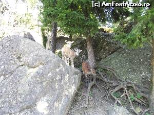 [P49] Natur und Tierpark Goldau » foto by Sindrom
 - 
<span class="allrVoted glyphicon glyphicon-heart hidden" id="av606304"></span>
<a class="m-l-10 hidden" id="sv606304" onclick="voting_Foto_DelVot(,606304,3962)" role="button">șterge vot <span class="glyphicon glyphicon-remove"></span></a>
<a id="v9606304" class=" c-red"  onclick="voting_Foto_SetVot(606304)" role="button"><span class="glyphicon glyphicon-heart-empty"></span> <b>LIKE</b> = Votează poza</a> <img class="hidden"  id="f606304W9" src="/imagini/loader.gif" border="0" /><span class="AjErrMes hidden" id="e606304ErM"></span>