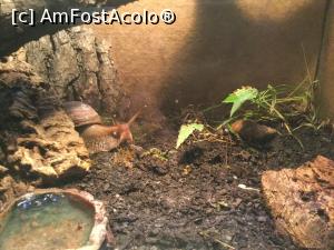 [P21] Zoo Ulm - niste melci ce pot ajunge si la 25 cm lungime » foto by mishu
 - 
<span class="allrVoted glyphicon glyphicon-heart hidden" id="av1205602"></span>
<a class="m-l-10 hidden" id="sv1205602" onclick="voting_Foto_DelVot(,1205602,3969)" role="button">șterge vot <span class="glyphicon glyphicon-remove"></span></a>
<a id="v91205602" class=" c-red"  onclick="voting_Foto_SetVot(1205602)" role="button"><span class="glyphicon glyphicon-heart-empty"></span> <b>LIKE</b> = Votează poza</a> <img class="hidden"  id="f1205602W9" src="/imagini/loader.gif" border="0" /><span class="AjErrMes hidden" id="e1205602ErM"></span>