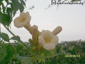 [P32] 'Trompeta turcului' » foto by puiutea
 - 
<span class="allrVoted glyphicon glyphicon-heart hidden" id="av579310"></span>
<a class="m-l-10 hidden" id="sv579310" onclick="voting_Foto_DelVot(,579310,3969)" role="button">șterge vot <span class="glyphicon glyphicon-remove"></span></a>
<a id="v9579310" class=" c-red"  onclick="voting_Foto_SetVot(579310)" role="button"><span class="glyphicon glyphicon-heart-empty"></span> <b>LIKE</b> = Votează poza</a> <img class="hidden"  id="f579310W9" src="/imagini/loader.gif" border="0" /><span class="AjErrMes hidden" id="e579310ErM"></span>