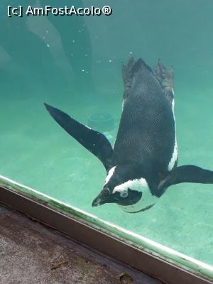 [P23] pingu » foto by nrs †
 - 
<span class="allrVoted glyphicon glyphicon-heart hidden" id="av1078478"></span>
<a class="m-l-10 hidden" id="sv1078478" onclick="voting_Foto_DelVot(,1078478,3970)" role="button">șterge vot <span class="glyphicon glyphicon-remove"></span></a>
<a id="v91078478" class=" c-red"  onclick="voting_Foto_SetVot(1078478)" role="button"><span class="glyphicon glyphicon-heart-empty"></span> <b>LIKE</b> = Votează poza</a> <img class="hidden"  id="f1078478W9" src="/imagini/loader.gif" border="0" /><span class="AjErrMes hidden" id="e1078478ErM"></span>