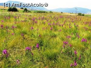 [P18] Zona mlăștinoasă din jurul băilor cu apă minerală carbogazoasă. Este acoperită de stuf și flori care se unduiesc în bătaia vântului. În fundal se văd masivul Ciomad (spre stânga), iar în mijloc defileul Oltului la Tușnad » foto by Lucien
 - 
<span class="allrVoted glyphicon glyphicon-heart hidden" id="av805514"></span>
<a class="m-l-10 hidden" id="sv805514" onclick="voting_Foto_DelVot(,805514,3998)" role="button">șterge vot <span class="glyphicon glyphicon-remove"></span></a>
<a id="v9805514" class=" c-red"  onclick="voting_Foto_SetVot(805514)" role="button"><span class="glyphicon glyphicon-heart-empty"></span> <b>LIKE</b> = Votează poza</a> <img class="hidden"  id="f805514W9" src="/imagini/loader.gif" border="0" /><span class="AjErrMes hidden" id="e805514ErM"></span>