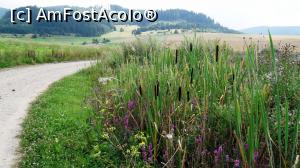 [P26] Drumul de țară spre Băile Cozmeni trece pe lângă o zonă mlăștinoasă invadată de stuf, papură, flori. În fundal, un versant al Munților Ciucului.  » foto by Lucien
 - 
<span class="allrVoted glyphicon glyphicon-heart hidden" id="av805522"></span>
<a class="m-l-10 hidden" id="sv805522" onclick="voting_Foto_DelVot(,805522,3998)" role="button">șterge vot <span class="glyphicon glyphicon-remove"></span></a>
<a id="v9805522" class=" c-red"  onclick="voting_Foto_SetVot(805522)" role="button"><span class="glyphicon glyphicon-heart-empty"></span> <b>LIKE</b> = Votează poza</a> <img class="hidden"  id="f805522W9" src="/imagini/loader.gif" border="0" /><span class="AjErrMes hidden" id="e805522ErM"></span>