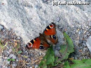 [P47]  -- <small>// FĂRĂ DESCRIERE</small> » foto by cristisch2003
 - 
<span class="allrVoted glyphicon glyphicon-heart hidden" id="av353856"></span>
<a class="m-l-10 hidden" id="sv353856" onclick="voting_Foto_DelVot(,353856,3998)" role="button">șterge vot <span class="glyphicon glyphicon-remove"></span></a>
<a id="v9353856" class=" c-red"  onclick="voting_Foto_SetVot(353856)" role="button"><span class="glyphicon glyphicon-heart-empty"></span> <b>LIKE</b> = Votează poza</a> <img class="hidden"  id="f353856W9" src="/imagini/loader.gif" border="0" /><span class="AjErrMes hidden" id="e353856ErM"></span>