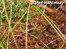 [P02] Tinovul Mohos - plante carnivore (Drosera Rotundifolia sau Roua cerului - din ce m-am documentat pe plantecarnivore.ro) » foto by turist.real
 - 
<span class="allrVoted glyphicon glyphicon-heart hidden" id="av188977"></span>
<a class="m-l-10 hidden" id="sv188977" onclick="voting_Foto_DelVot(,188977,3998)" role="button">șterge vot <span class="glyphicon glyphicon-remove"></span></a>
<a id="v9188977" class=" c-red"  onclick="voting_Foto_SetVot(188977)" role="button"><span class="glyphicon glyphicon-heart-empty"></span> <b>LIKE</b> = Votează poza</a> <img class="hidden"  id="f188977W9" src="/imagini/loader.gif" border="0" /><span class="AjErrMes hidden" id="e188977ErM"></span>