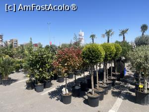 [P20] Constanța.25.04.2026 -  Piața de Flori » foto by Yersinia Pestis
 - 
<span class="allrVoted glyphicon glyphicon-heart hidden" id="av1526385"></span>
<a class="m-l-10 hidden" id="sv1526385" onclick="voting_Foto_DelVot(,1526385,4001)" role="button">șterge vot <span class="glyphicon glyphicon-remove"></span></a>
<a id="v91526385" class=" c-red"  onclick="voting_Foto_SetVot(1526385)" role="button"><span class="glyphicon glyphicon-heart-empty"></span> <b>LIKE</b> = Votează poza</a> <img class="hidden"  id="f1526385W9" src="/imagini/loader.gif" border="0" /><span class="AjErrMes hidden" id="e1526385ErM"></span>