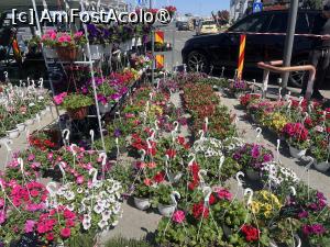 [P22] Constanța.25.04.2026 -  Piața de Flori » foto by Yersinia Pestis
 - 
<span class="allrVoted glyphicon glyphicon-heart hidden" id="av1526387"></span>
<a class="m-l-10 hidden" id="sv1526387" onclick="voting_Foto_DelVot(,1526387,4001)" role="button">șterge vot <span class="glyphicon glyphicon-remove"></span></a>
<a id="v91526387" class=" c-red"  onclick="voting_Foto_SetVot(1526387)" role="button"><span class="glyphicon glyphicon-heart-empty"></span> <b>LIKE</b> = Votează poza</a> <img class="hidden"  id="f1526387W9" src="/imagini/loader.gif" border="0" /><span class="AjErrMes hidden" id="e1526387ErM"></span>