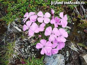 P16 [AUG-2014] Printre florile de colţ şi-au făcut loc şi pâlcurile de garofiţe