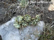 [P18]  -- <small>// FĂRĂ DESCRIERE</small> » foto by gregorio
 - 
<span class="allrVoted glyphicon glyphicon-heart hidden" id="av452669"></span>
<a class="m-l-10 hidden" id="sv452669" onclick="voting_Foto_DelVot(,452669,4076)" role="button">șterge vot <span class="glyphicon glyphicon-remove"></span></a>
<a id="v9452669" class=" c-red"  onclick="voting_Foto_SetVot(452669)" role="button"><span class="glyphicon glyphicon-heart-empty"></span> <b>LIKE</b> = Votează poza</a> <img class="hidden"  id="f452669W9" src="/imagini/loader.gif" border="0" /><span class="AjErrMes hidden" id="e452669ErM"></span>