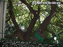 [P21] Dudul secular! » foto by balasa violeta
 - 
<span class="allrVoted glyphicon glyphicon-heart hidden" id="av331622"></span>
<a class="m-l-10 hidden" id="sv331622" onclick="voting_Foto_DelVot(,331622,4083)" role="button">șterge vot <span class="glyphicon glyphicon-remove"></span></a>
<a id="v9331622" class=" c-red"  onclick="voting_Foto_SetVot(331622)" role="button"><span class="glyphicon glyphicon-heart-empty"></span> <b>LIKE</b> = Votează poza</a> <img class="hidden"  id="f331622W9" src="/imagini/loader.gif" border="0" /><span class="AjErrMes hidden" id="e331622ErM"></span>