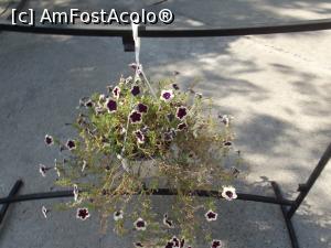 [P27] Casa Oamenilor de Stiinta - semn ca vine toamna, florile incep sa se usuce » foto by mishu
 - 
<span class="allrVoted glyphicon glyphicon-heart hidden" id="av791958"></span>
<a class="m-l-10 hidden" id="sv791958" onclick="voting_Foto_DelVot(,791958,4083)" role="button">șterge vot <span class="glyphicon glyphicon-remove"></span></a>
<a id="v9791958" class=" c-red"  onclick="voting_Foto_SetVot(791958)" role="button"><span class="glyphicon glyphicon-heart-empty"></span> <b>LIKE</b> = Votează poza</a> <img class="hidden"  id="f791958W9" src="/imagini/loader.gif" border="0" /><span class="AjErrMes hidden" id="e791958ErM"></span>