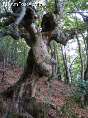 [P10] Încă nu știu a ce aduce mai mult: a Baba Yaga sau cotoroanța noastră din basme, a cerbul cu stea în frunte, a copacii-enți din cartea lui Tolkien? » foto by ioana5
 - 
<span class="allrVoted glyphicon glyphicon-heart hidden" id="av1017299"></span>
<a class="m-l-10 hidden" id="sv1017299" onclick="voting_Foto_DelVot(,1017299,4145)" role="button">șterge vot <span class="glyphicon glyphicon-remove"></span></a>
<a id="v91017299" class=" c-red"  onclick="voting_Foto_SetVot(1017299)" role="button"><span class="glyphicon glyphicon-heart-empty"></span> <b>LIKE</b> = Votează poza</a> <img class="hidden"  id="f1017299W9" src="/imagini/loader.gif" border="0" /><span class="AjErrMes hidden" id="e1017299ErM"></span>