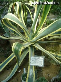 [P05] Gradina Botanica Jibou - Agave Americana » foto by Paty
 - 
<span class="allrVoted glyphicon glyphicon-heart hidden" id="av155566"></span>
<a class="m-l-10 hidden" id="sv155566" onclick="voting_Foto_DelVot(,155566,4145)" role="button">șterge vot <span class="glyphicon glyphicon-remove"></span></a>
<a id="v9155566" class=" c-red"  onclick="voting_Foto_SetVot(155566)" role="button"><span class="glyphicon glyphicon-heart-empty"></span> <b>LIKE</b> = Votează poza</a> <img class="hidden"  id="f155566W9" src="/imagini/loader.gif" border="0" /><span class="AjErrMes hidden" id="e155566ErM"></span>