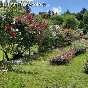 [P07] Cluj-Napoca, Grădina Botanică 'Alexandru Borza”, Rosarium » foto by mprofeanu
 - 
<span class="allrVoted glyphicon glyphicon-heart hidden" id="av1434784"></span>
<a class="m-l-10 hidden" id="sv1434784" onclick="voting_Foto_DelVot(,1434784,4148)" role="button">șterge vot <span class="glyphicon glyphicon-remove"></span></a>
<a id="v91434784" class=" c-red"  onclick="voting_Foto_SetVot(1434784)" role="button"><span class="glyphicon glyphicon-heart-empty"></span> <b>LIKE</b> = Votează poza</a> <img class="hidden"  id="f1434784W9" src="/imagini/loader.gif" border="0" /><span class="AjErrMes hidden" id="e1434784ErM"></span>