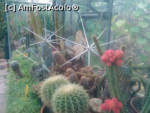 [P16] Cactusi din gradina tropicala » foto by dorgo
 - 
<span class="allrVoted glyphicon glyphicon-heart hidden" id="av809166"></span>
<a class="m-l-10 hidden" id="sv809166" onclick="voting_Foto_DelVot(,809166,4148)" role="button">șterge vot <span class="glyphicon glyphicon-remove"></span></a>
<a id="v9809166" class=" c-red"  onclick="voting_Foto_SetVot(809166)" role="button"><span class="glyphicon glyphicon-heart-empty"></span> <b>LIKE</b> = Votează poza</a> <img class="hidden"  id="f809166W9" src="/imagini/loader.gif" border="0" /><span class="AjErrMes hidden" id="e809166ErM"></span>