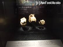 [P24] Exponate in Muzeul de Arheologie » foto by geta10
 - 
<span class="allrVoted glyphicon glyphicon-heart hidden" id="av204220"></span>
<a class="m-l-10 hidden" id="sv204220" onclick="voting_Foto_DelVot(,204220,4165)" role="button">șterge vot <span class="glyphicon glyphicon-remove"></span></a>
<a id="v9204220" class=" c-red"  onclick="voting_Foto_SetVot(204220)" role="button"><span class="glyphicon glyphicon-heart-empty"></span> <b>LIKE</b> = Votează poza</a> <img class="hidden"  id="f204220W9" src="/imagini/loader.gif" border="0" /><span class="AjErrMes hidden" id="e204220ErM"></span>
