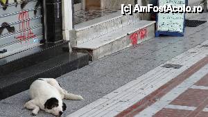 [P16] Deci de la greci vine ,,câinele fierbinte ,,...  » foto by bog68
 - 
<span class="allrVoted glyphicon glyphicon-heart hidden" id="av455088"></span>
<a class="m-l-10 hidden" id="sv455088" onclick="voting_Foto_DelVot(,455088,4165)" role="button">șterge vot <span class="glyphicon glyphicon-remove"></span></a>
<a id="v9455088" class=" c-red"  onclick="voting_Foto_SetVot(455088)" role="button"><span class="glyphicon glyphicon-heart-empty"></span> <b>LIKE</b> = Votează poza</a> <img class="hidden"  id="f455088W9" src="/imagini/loader.gif" border="0" /><span class="AjErrMes hidden" id="e455088ErM"></span>