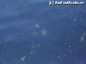 [P02] Este recomandat sa cercetati apa daca ajungeti in zona pontoanelor - nu se stie ce alte creaturi puteti vedea / fotografia in Salonic :)  » foto by alex16ss
 - 
<span class="allrVoted glyphicon glyphicon-heart hidden" id="av360187"></span>
<a class="m-l-10 hidden" id="sv360187" onclick="voting_Foto_DelVot(,360187,4165)" role="button">șterge vot <span class="glyphicon glyphicon-remove"></span></a>
<a id="v9360187" class=" c-red"  onclick="voting_Foto_SetVot(360187)" role="button"><span class="glyphicon glyphicon-heart-empty"></span> <b>LIKE</b> = Votează poza</a> <img class="hidden"  id="f360187W9" src="/imagini/loader.gif" border="0" /><span class="AjErrMes hidden" id="e360187ErM"></span>
