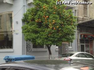 [P19] Stradă în Salonic cu portocali.  » foto by Mihai18*
 - 
<span class="allrVoted glyphicon glyphicon-heart hidden" id="av650643"></span>
<a class="m-l-10 hidden" id="sv650643" onclick="voting_Foto_DelVot(,650643,4165)" role="button">șterge vot <span class="glyphicon glyphicon-remove"></span></a>
<a id="v9650643" class=" c-red"  onclick="voting_Foto_SetVot(650643)" role="button"><span class="glyphicon glyphicon-heart-empty"></span> <b>LIKE</b> = Votează poza</a> <img class="hidden"  id="f650643W9" src="/imagini/loader.gif" border="0" /><span class="AjErrMes hidden" id="e650643ErM"></span>