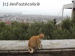 [P11] Vedere asupra oraşului de la Mănăstirea Vlatadon în prezenţa unei 'localnice' fermecătoare » foto by irinad
 - 
<span class="allrVoted glyphicon glyphicon-heart hidden" id="av816323"></span>
<a class="m-l-10 hidden" id="sv816323" onclick="voting_Foto_DelVot(,816323,4165)" role="button">șterge vot <span class="glyphicon glyphicon-remove"></span></a>
<a id="v9816323" class=" c-red"  onclick="voting_Foto_SetVot(816323)" role="button"><span class="glyphicon glyphicon-heart-empty"></span> <b>LIKE</b> = Votează poza</a> <img class="hidden"  id="f816323W9" src="/imagini/loader.gif" border="0" /><span class="AjErrMes hidden" id="e816323ErM"></span>