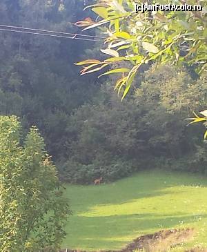 [P24] Valea Cheii - în plan îndepărtat se poate observa o căprioară » foto by costy69*
 - 
<span class="allrVoted glyphicon glyphicon-heart hidden" id="av655612"></span>
<a class="m-l-10 hidden" id="sv655612" onclick="voting_Foto_DelVot(,655612,4190)" role="button">șterge vot <span class="glyphicon glyphicon-remove"></span></a>
<a id="v9655612" class=" c-red"  onclick="voting_Foto_SetVot(655612)" role="button"><span class="glyphicon glyphicon-heart-empty"></span> <b>LIKE</b> = Votează poza</a> <img class="hidden"  id="f655612W9" src="/imagini/loader.gif" border="0" /><span class="AjErrMes hidden" id="e655612ErM"></span>