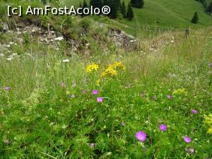 [P15] Plante medicinale: sunătoare. » foto by tata123 🔱
 - 
<span class="allrVoted glyphicon glyphicon-heart hidden" id="av1313571"></span>
<a class="m-l-10 hidden" id="sv1313571" onclick="voting_Foto_DelVot(,1313571,4190)" role="button">șterge vot <span class="glyphicon glyphicon-remove"></span></a>
<a id="v91313571" class=" c-red"  onclick="voting_Foto_SetVot(1313571)" role="button"><span class="glyphicon glyphicon-heart-empty"></span> <b>LIKE</b> = Votează poza</a> <img class="hidden"  id="f1313571W9" src="/imagini/loader.gif" border="0" /><span class="AjErrMes hidden" id="e1313571ErM"></span>